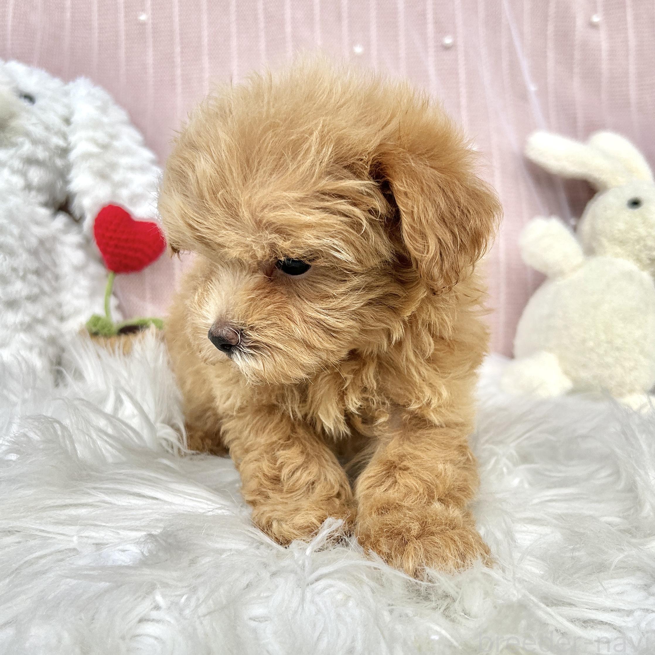 販売中の栃木県のマルプー:マルチーズ×トイプードル-393237の13枚目