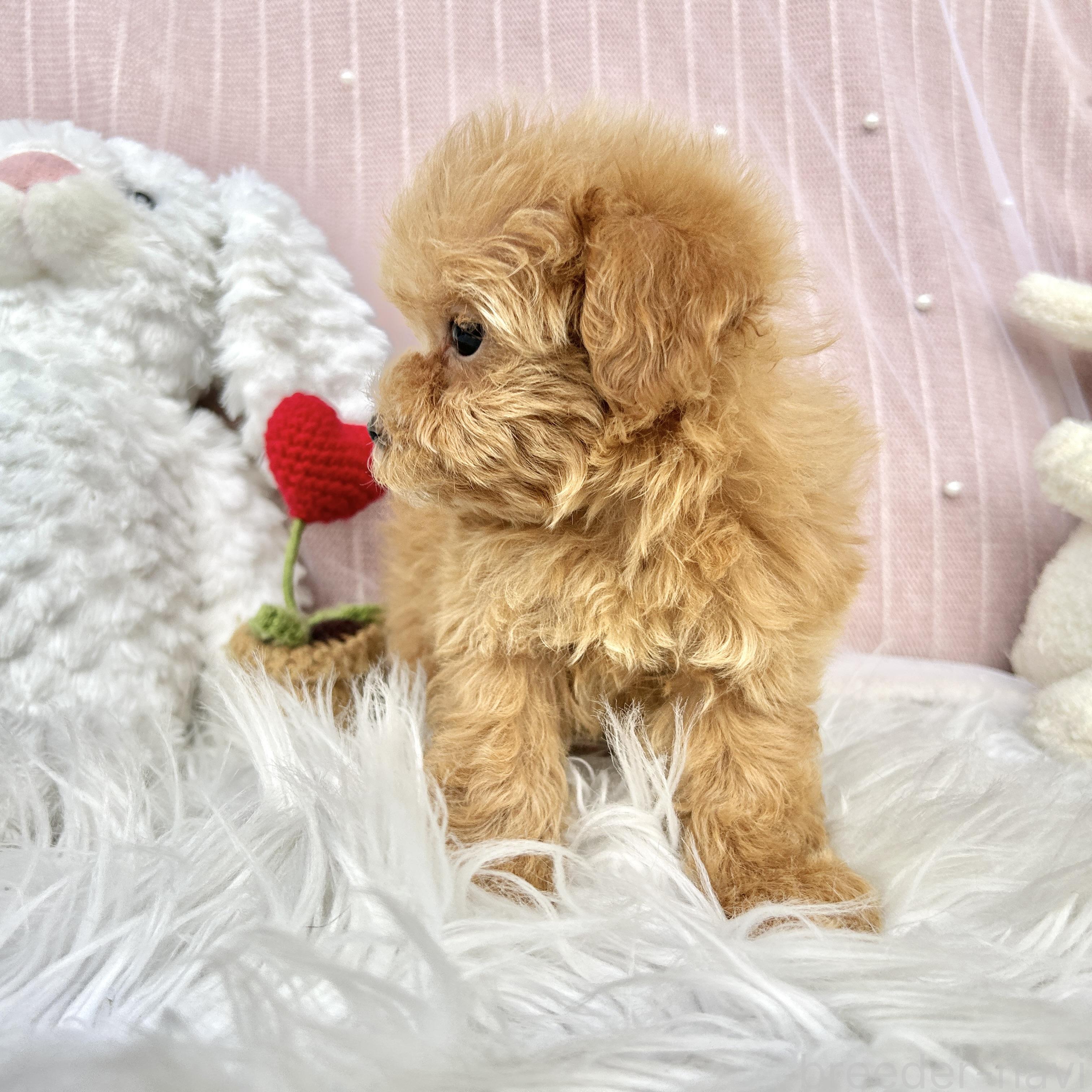 販売中の栃木県のマルプー:マルチーズ×トイプードル-393237の11枚目