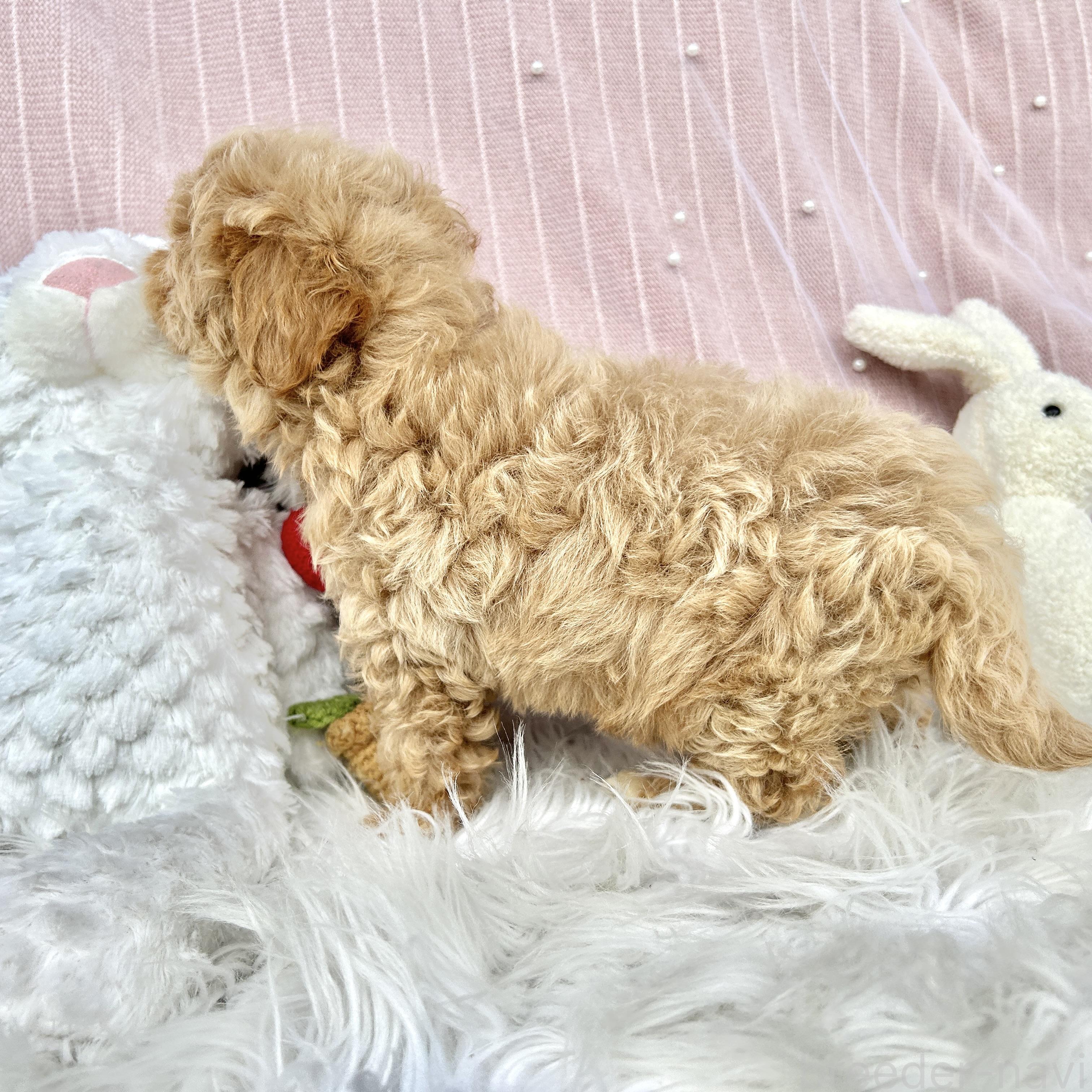 販売中の栃木県のマルプー:マルチーズ×トイプードル-393235の18枚目