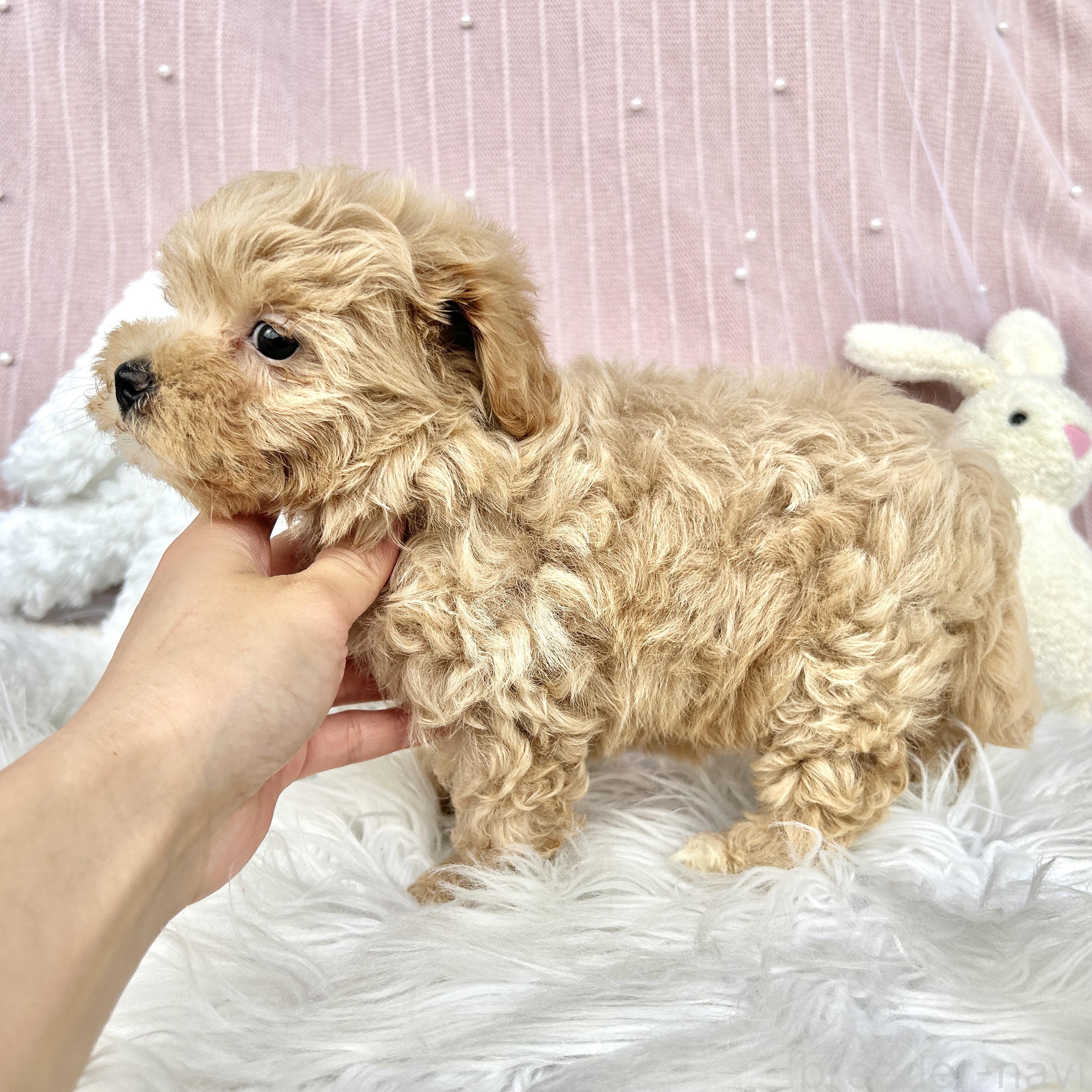 販売中の栃木県のマルプー:マルチーズ×トイプードル-393235の15枚目