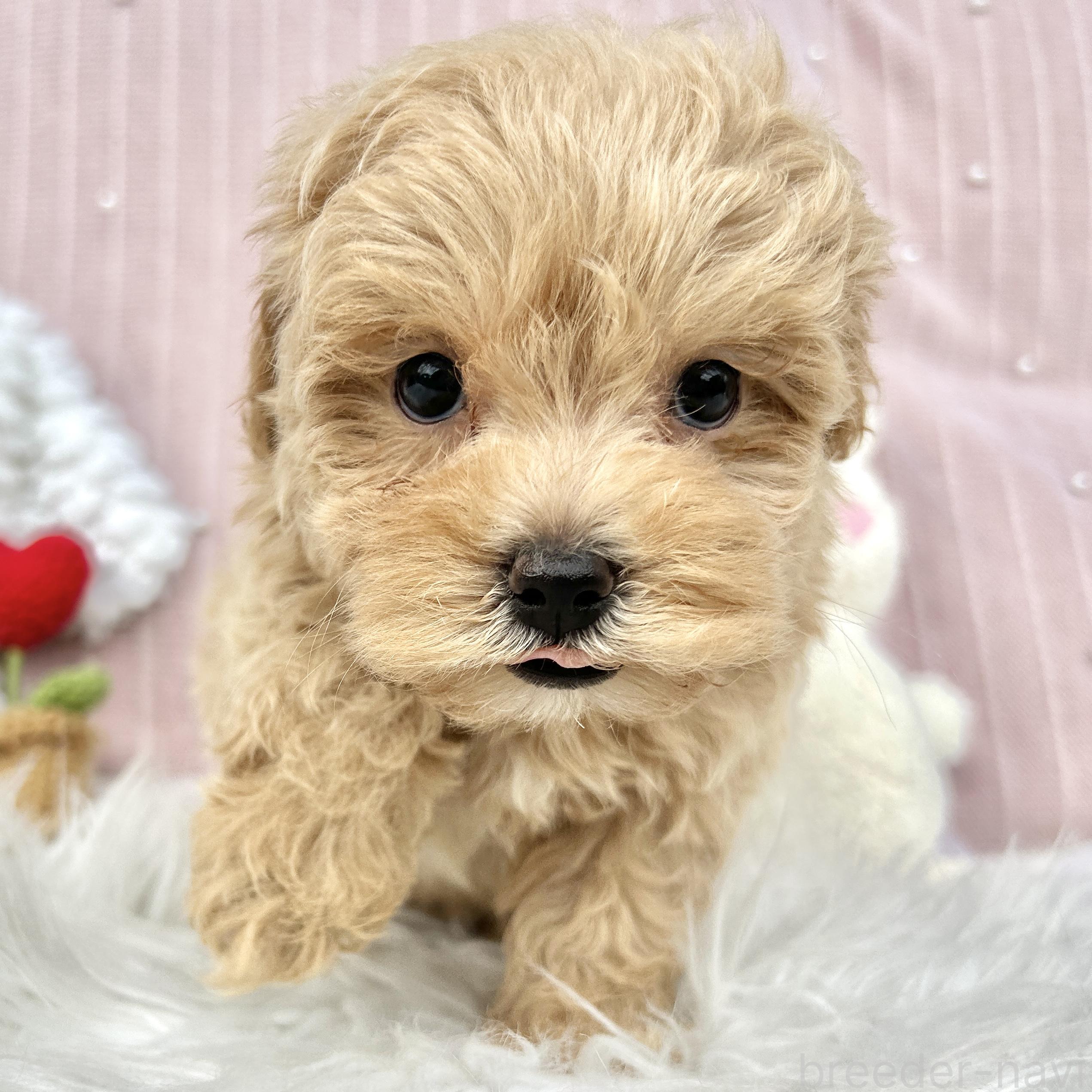 販売中の栃木県のマルプー:マルチーズ×トイプードル-393235の13枚目