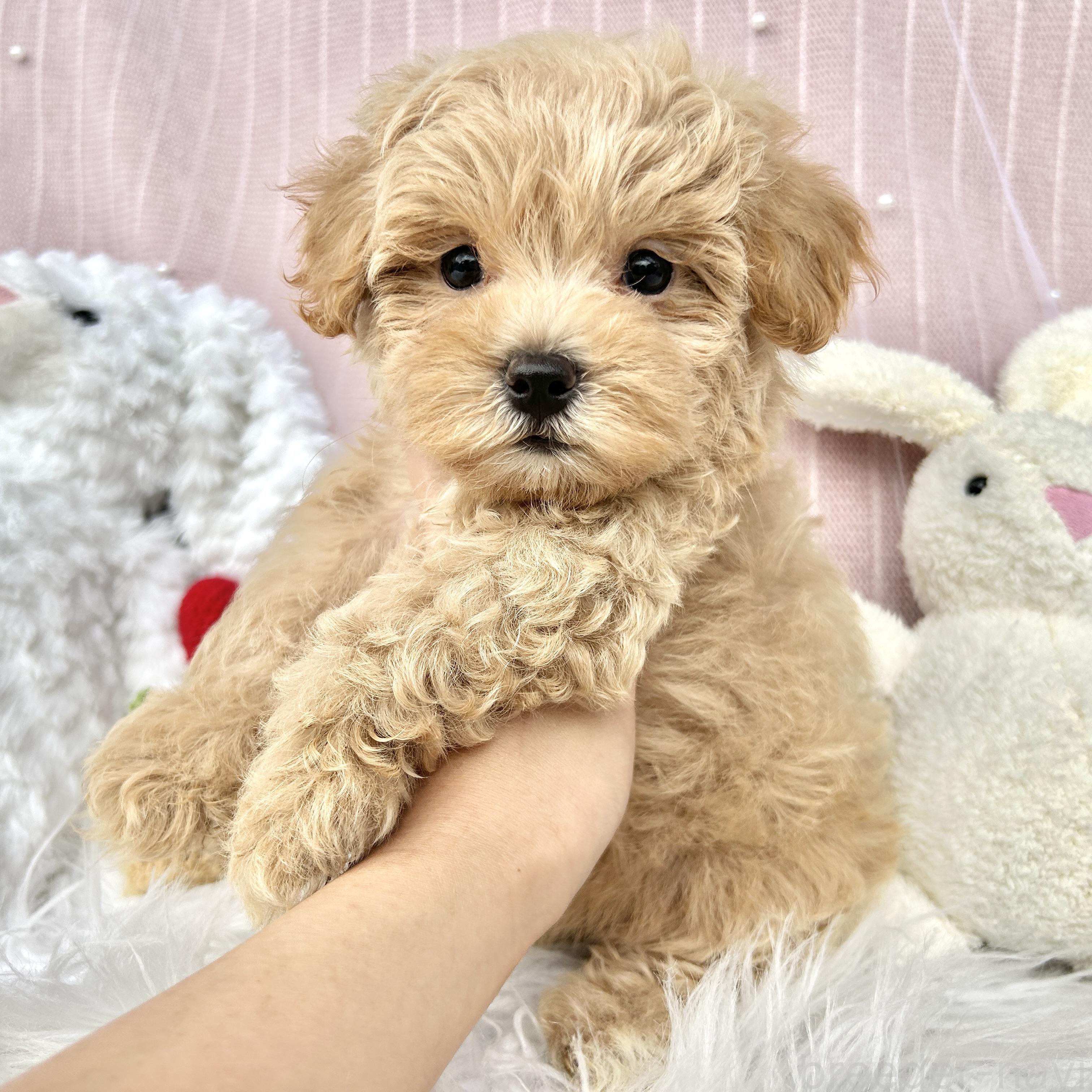 販売中の栃木県のマルプー:マルチーズ×トイプードル-393235の12枚目