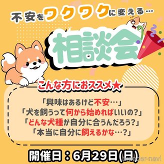 販売中の静岡県のタイニープードル-395205の6枚目