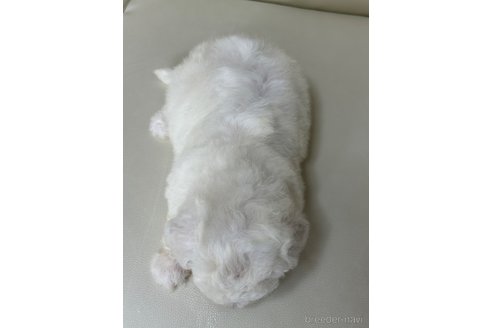 商談中の滋賀県のビションフリーゼ-392276の5枚目