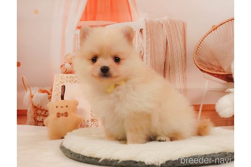 販売中の神奈川県のポメラニアン-395473の10枚目
