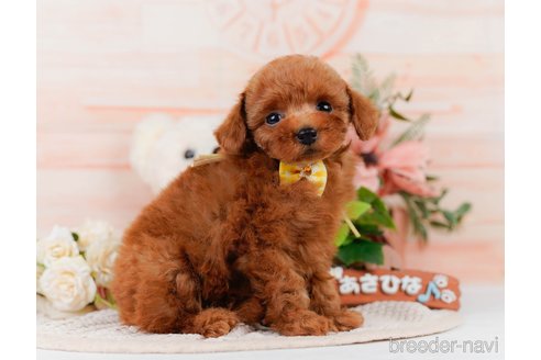 販売中の神奈川県のティーカッププードル-395456の10枚目