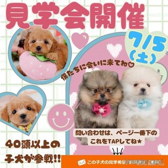 販売中の神奈川県のタイニープードル-395417の5枚目