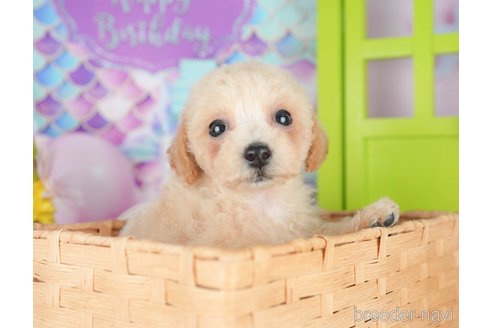 販売中の千葉県のミックス犬-395467の9枚目