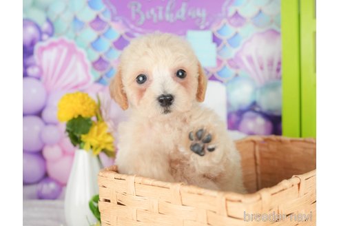 販売中の千葉県のミックス犬-395467の6枚目