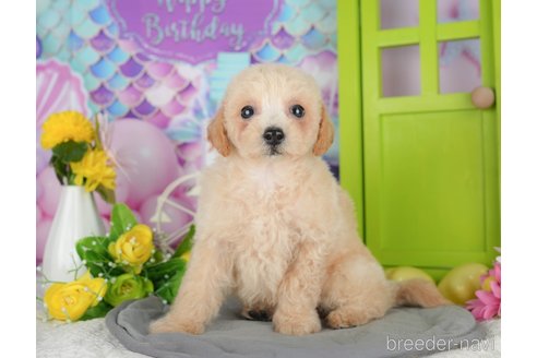 販売中の千葉県のミックス犬-395467の1枚目