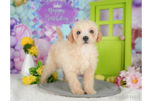 販売中の千葉県のミックス犬-395467の7枚目