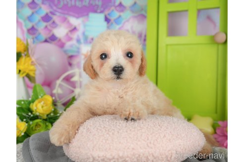 販売中の千葉県のミックス犬-395467の8枚目