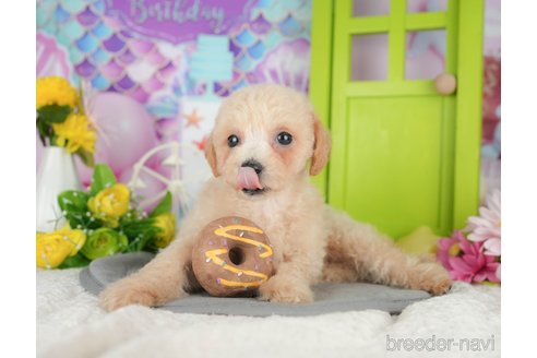 販売中の千葉県のミックス犬-395467の5枚目