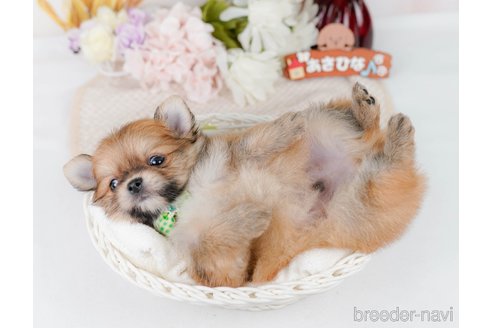 販売中の神奈川県のポメチワ:ポメラニアン×チワワ-395287の9枚目