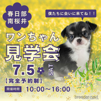 販売中の埼玉県のポメラニアン-395634の3枚目