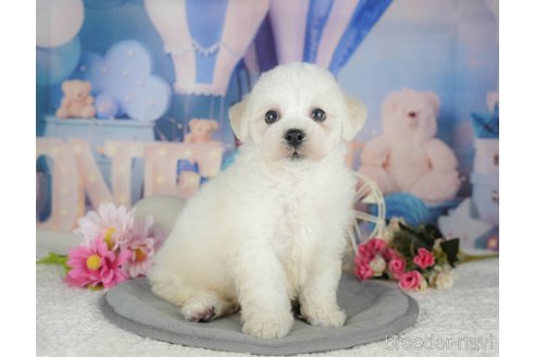販売中の千葉県のビションフリーゼ-395422の1枚目