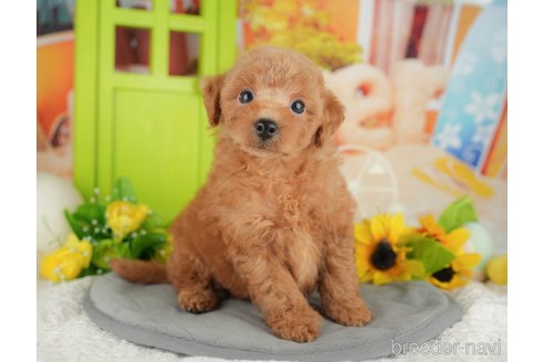 販売中の千葉県のトイプードル-395399の10枚目