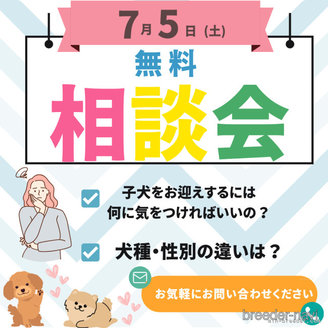 販売中の千葉県のトイプードル-395393の3枚目