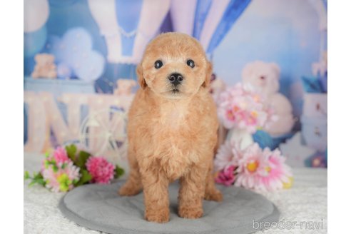 販売中の千葉県のトイプードル-395470の5枚目