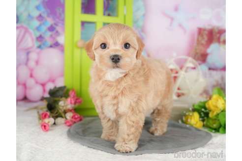 成約済ののミックス犬-395270