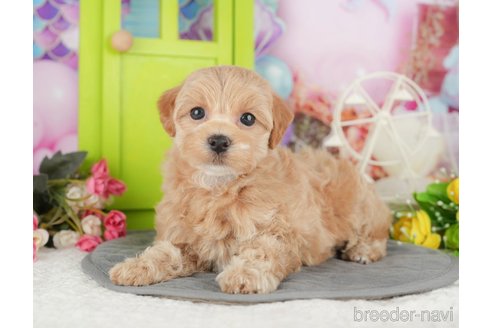 成約済の栃木県のミックス犬-395270の3枚目
