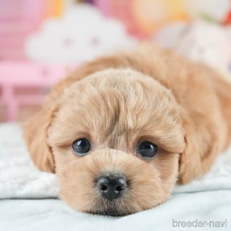 販売中の茨城県のミックス犬-395526の1枚目