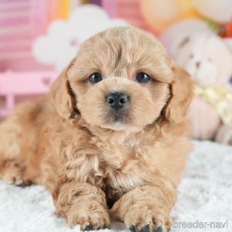 販売中の茨城県のミックス犬-395526の9枚目