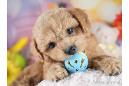 販売中の茨城県のミックス犬-395526の5枚目