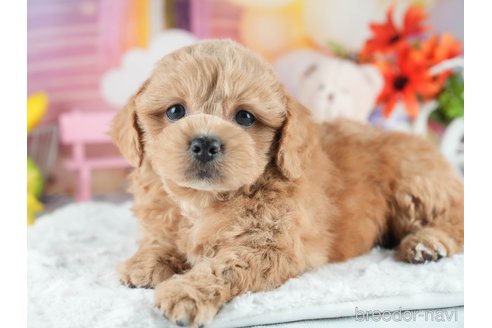 販売中の茨城県のミックス犬-395526の6枚目