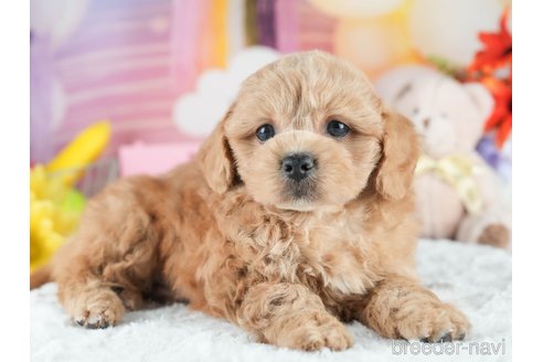 販売中の茨城県のミックス犬-395526の7枚目
