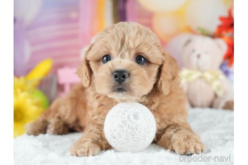 販売中の茨城県のミックス犬-395526の8枚目