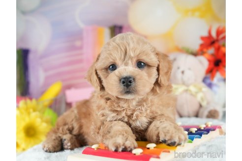 販売中の茨城県のミックス犬-395526の4枚目