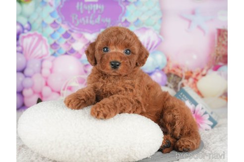 販売中の千葉県のトイプードル-395368の10枚目