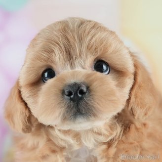 販売中の茨城県のミックス犬-395525の1枚目