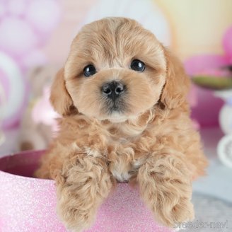 販売中の茨城県のミックス犬-395525の4枚目