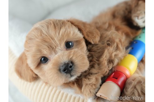 販売中の茨城県のミックス犬-395525の5枚目
