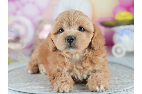 販売中の茨城県のミックス犬-395525の7枚目