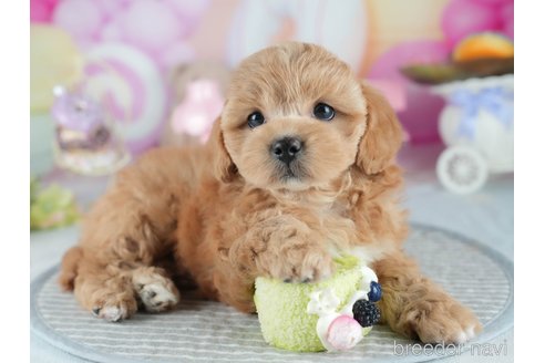 販売中の茨城県のミックス犬-395525の6枚目