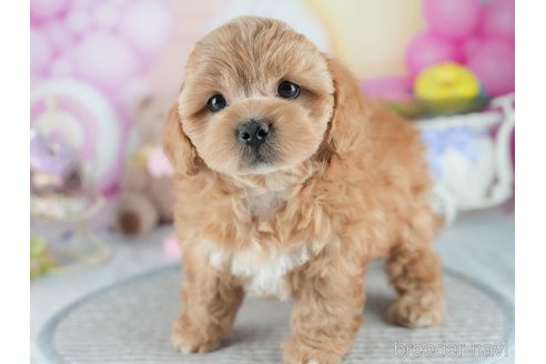 販売中の茨城県のミックス犬-395525の9枚目