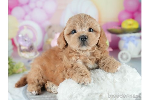 販売中の茨城県のミックス犬-395525の8枚目