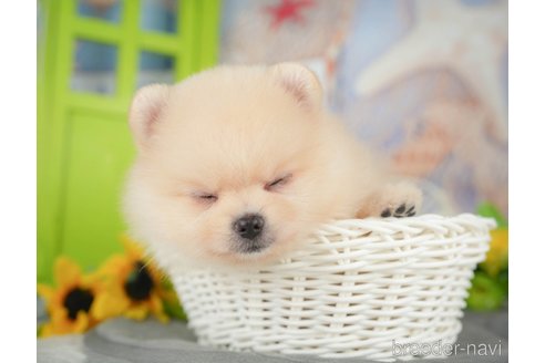 成約済の千葉県のポメラニアン-395365の10枚目