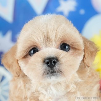 販売中の茨城県のミックス犬-395524の1枚目