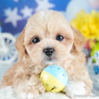 販売中の茨城県のミックス犬-395524の8枚目