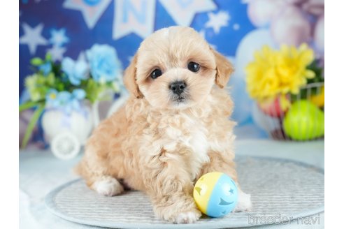 販売中の茨城県のミックス犬-395524の4枚目