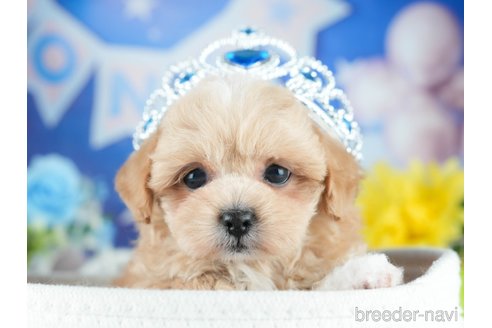 販売中の茨城県のミックス犬-395524の5枚目
