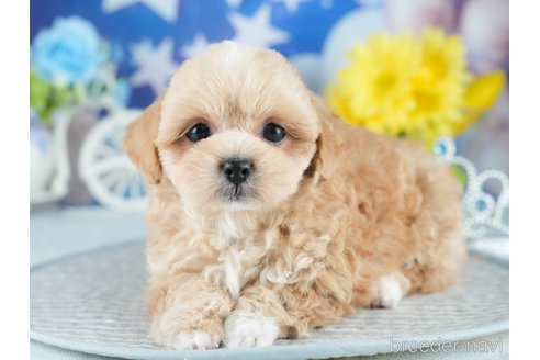 販売中の茨城県のミックス犬-395524の7枚目