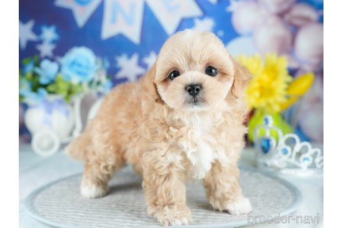 販売中の茨城県のミックス犬-395524の6枚目