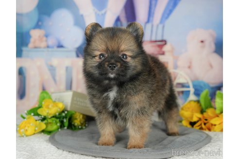 販売中の栃木県のポメラニアン-395277の3枚目