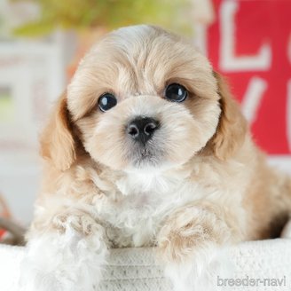 販売中の茨城県のミックス犬-395523の9枚目
