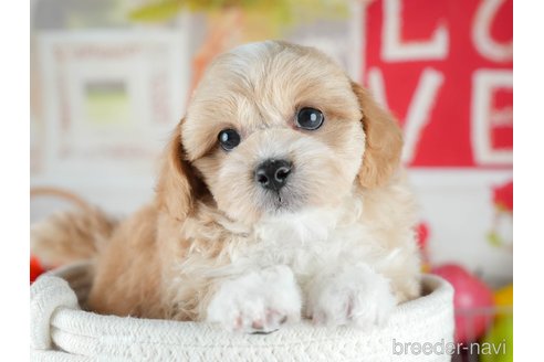 販売中の茨城県のミックス犬-395523の6枚目